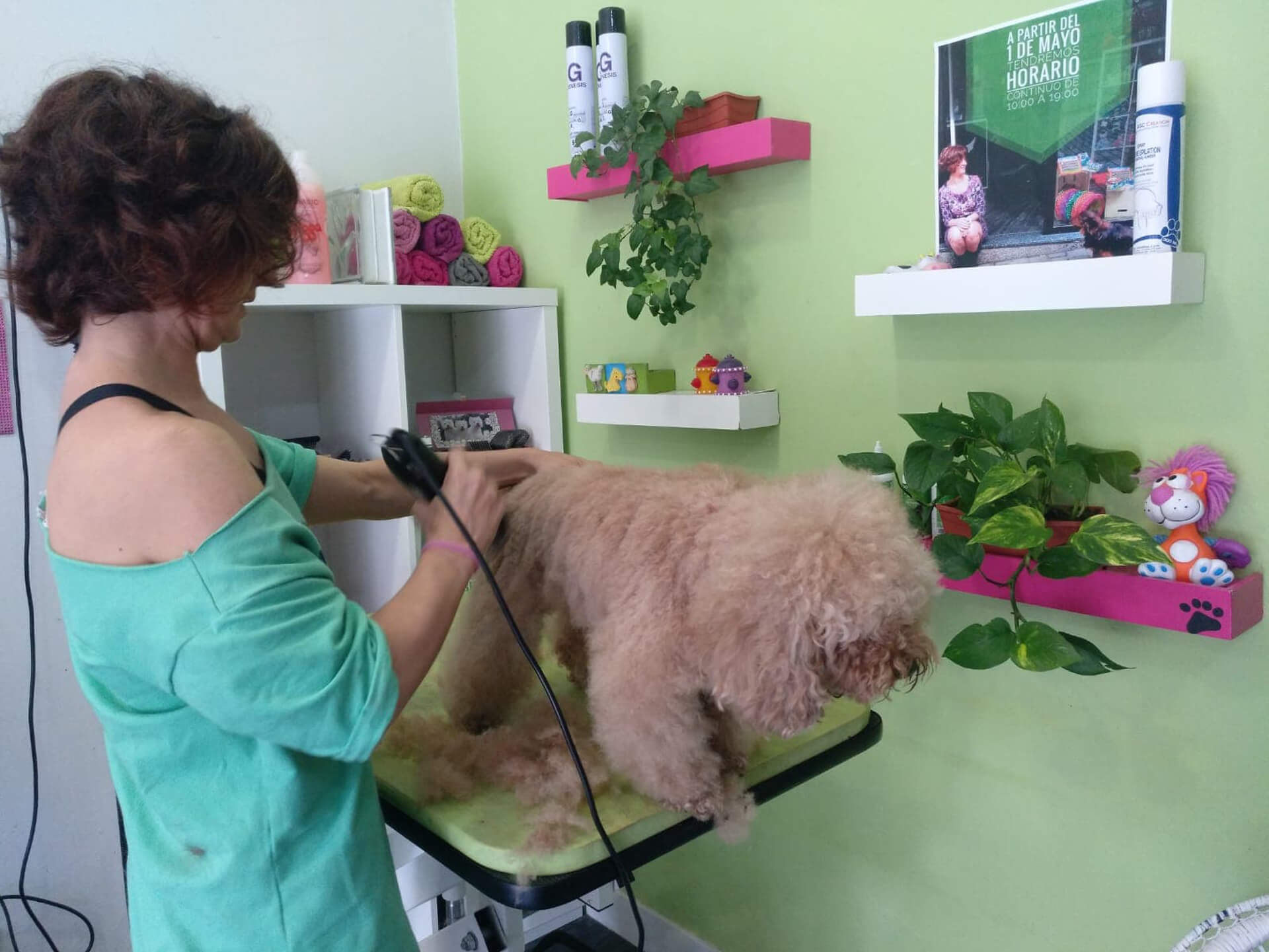 Deslanar en peluquería de mascotas